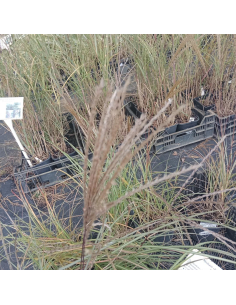 Miskant chiński 'Hermann Mussel'  - Miscanthus 2L 2