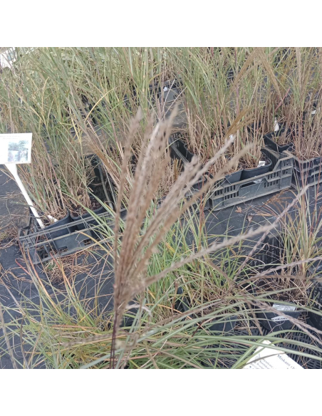 Miskant chiński 'Hermann Mussel'  - Miscanthus 2L