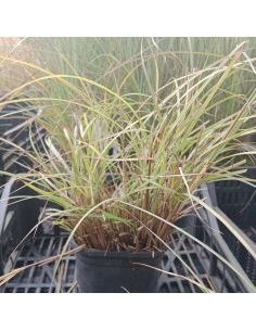 Miskant chiński 'Little Kitten' - Miscanthus sinen