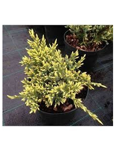 jałowiec łuskowaty Dream Joy' (łac. Juniperus squamata) 2