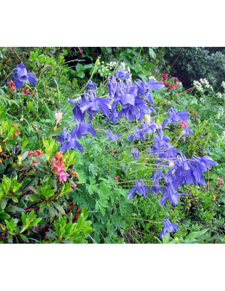 Orlik Alpejski - Aquilegia alpina   P9