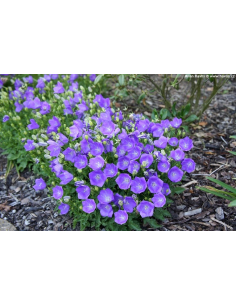 Dzwonek karpacki 'Blue Clips'- Campanula carpatica
