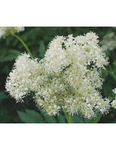 Wiązówka błotna 'Variegata' - Filipendula ulmaria