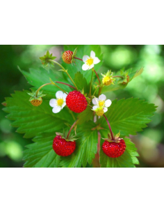 Poziomka pospolita - Fragaria Vesca P9