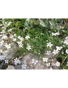 Gipsówka rozesłana - Gypsophila repens P9