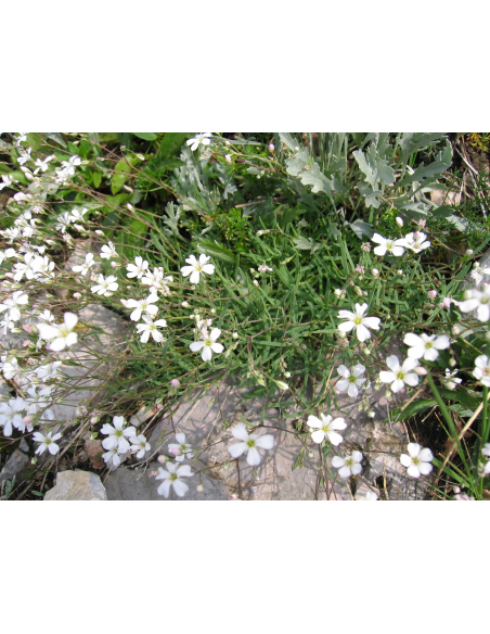 Gipsówka rozesłana - Gypsophila repens P9