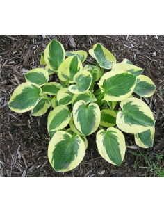 Funkia 'Brim Cup' - Hosta 2L