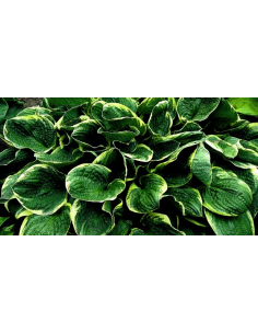 Funkia 'Christmas Tree' - Hosta 2L