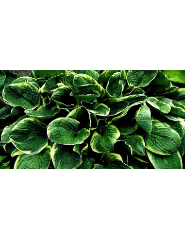 Funkia 'Christmas Tree' - Hosta 2L