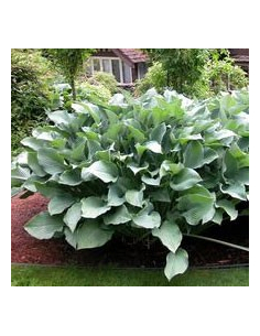 Funkia 'Krossa Regal' - Hosta  2L 2