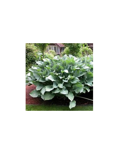 Funkia 'Krossa Regal' - Hosta  2L