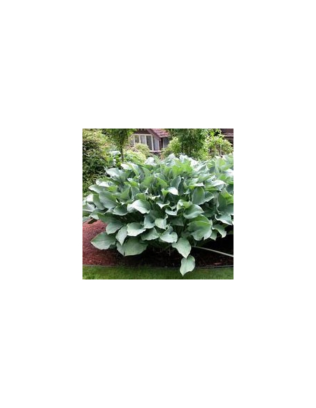 Funkia 'Krossa Regal' - Hosta  2L