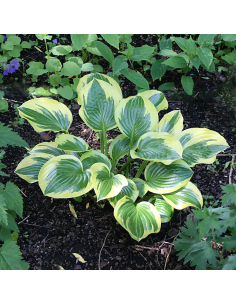 Funkia 'Queen Josephine' - Hosta 2L
