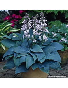 Funkia Tardiana 'Halcyon' - Hosta 2L