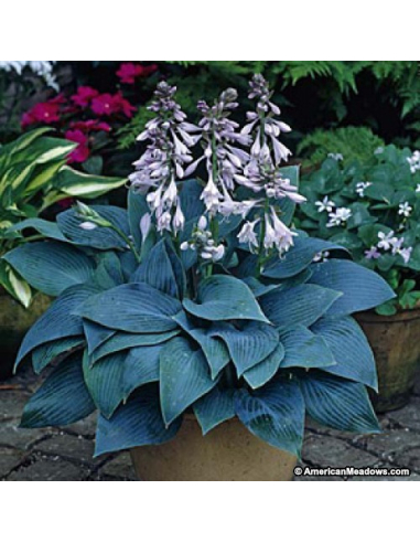 Funkia Tardiana 'Halcyon' - Hosta 2L