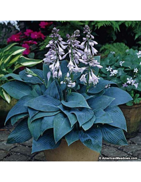 Funkia Tardiana 'Halcyon' - Hosta 2L