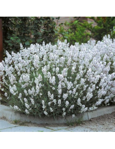 Lawenda pośrednia 'Edelweiss'  - Lavandula 1L