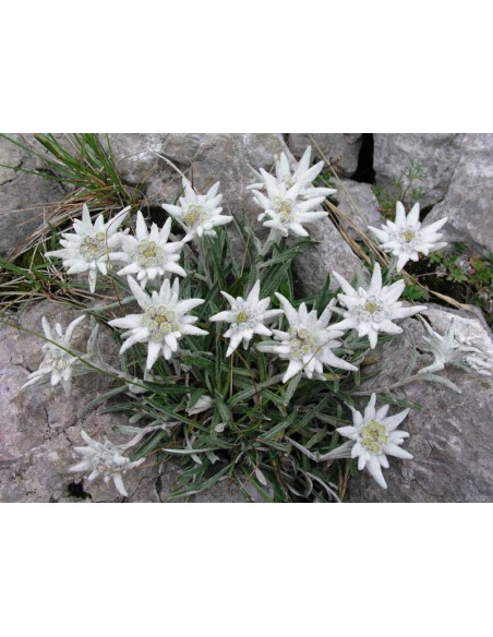 Szarotka alpejska - Leontopodium alpinum  P9