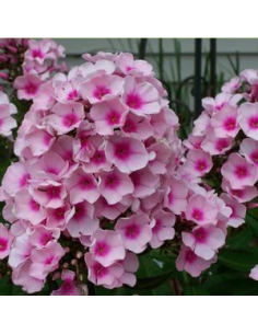 Płomyk wiechowaty 'Bright Eyes' -1L-  Phlox paniculata