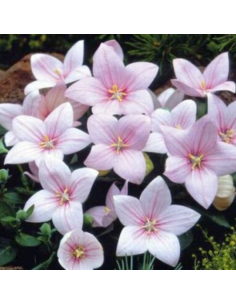 Rozwar wielkokwiatowy 'Astra F1 Rose'- P9- Platycodon