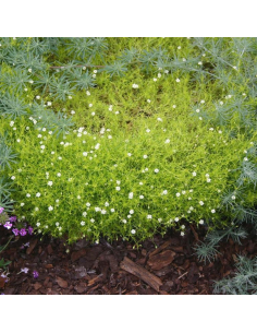 Karmnik ościsty 'Aurea' - Sagina subulata P9