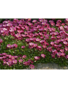 Skalnica Arendsa 'Peter Pan' - Saxifraga x arendsi