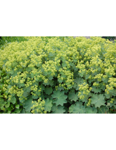 Przywrotnik ostroklapowy - Alchemilla