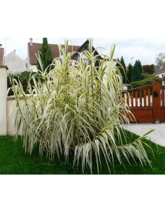 Lasecznica trzcinowata 'Variegata' - Arundo donax 2L