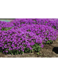 Żagwin ogrodowy 'Cascade Purple' - Aubrieta P9