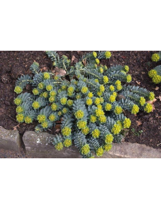 Wilczomlecz mirtowaty – Euphorbia myrsinites P9 | Bylina na suche i słoneczne stanowiska