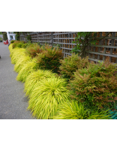 Hakonechloa smukła 'All Gold'- na rabacie