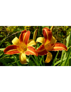 Liliowiec 'Frans Hals' - Hemerocallis 2L