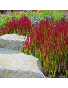 Imperata cylindryczna 'Red Baron' sadzonki traw