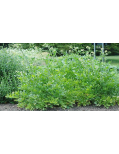 Lubczyk ogrodowy - Levisticum officinale - P9