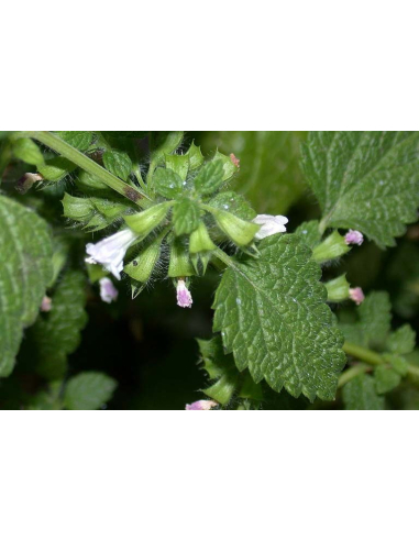 Melisa lekarska - Melissa officinalis P9