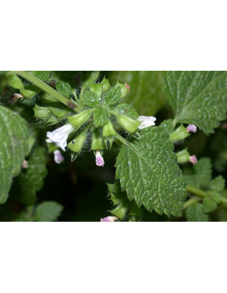 Melisa lekarska - Melissa officinalis P9
