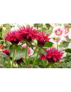 Pysznogłówka 'Fireball' - Monarda 1L