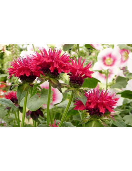 Pysznogłówka 'Fireball' - Monarda 1L