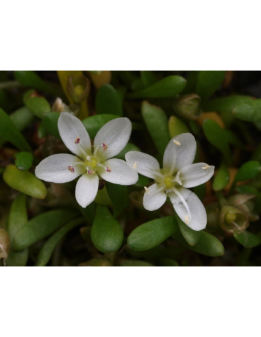 Neopaksja południowa - Neopaxia australasica P9