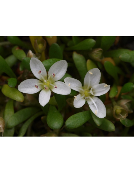 Neopaksja południowa - Neopaxia australasica P9