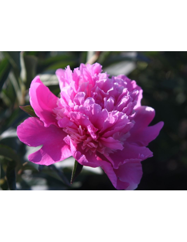 Piwonia chińska 'Amabilis' - Paeonia lactiflora 3-4 L