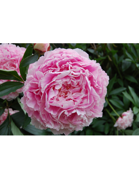 Piwonia chińska 'Sarah Bernhardt' - Paeonia 4L